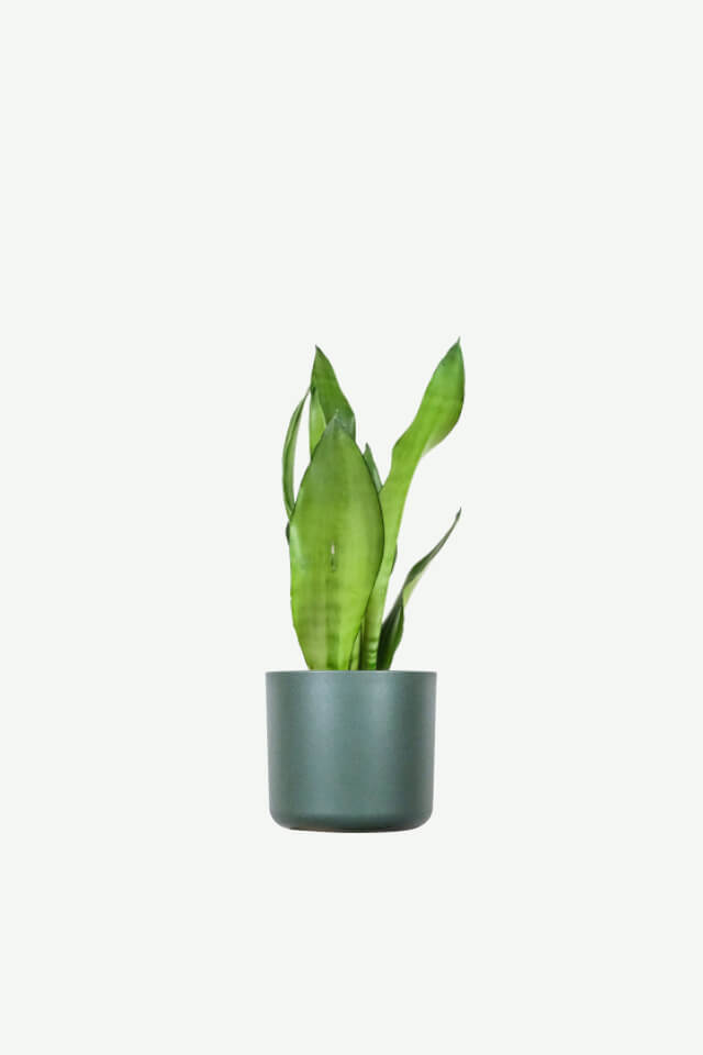 plants-ecommerce-product-featured-img-3 plants ecommerce product featured img 3